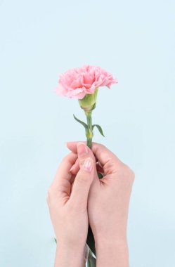 Kadın bebek pembe renk ihale karanfil izole soluk mavi arka plan, anneler günü dekor tasarım konsepti, üstten görünüm, çiçek açan zerafet veren avuç yakın çekim, alanı Kopyala