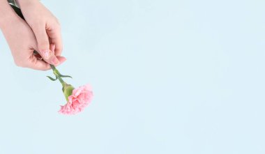 Kadın bebek pembe renk ihale karanfil izole soluk mavi arka plan, anneler günü dekor tasarım konsepti, üstten görünüm, çiçek açan zerafet veren avuç yakın çekim, alanı Kopyala