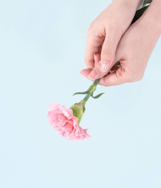Kadın bebek pembe renk ihale karanfil izole soluk mavi arka plan, anneler günü dekor tasarım konsepti, üstten görünüm, çiçek açan zerafet veren avuç yakın çekim, alanı Kopyala