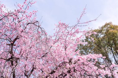 Güzel kiraz çiçekleri sakura ağacı çiçek bahar castle Park, kopya alanı, makroyu oluşturan, kapatmak.