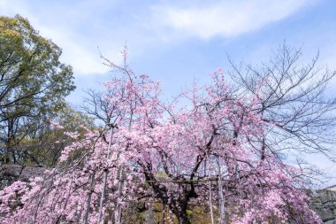 Güzel kiraz çiçekleri sakura ağacı çiçek bahar castle Park, kopya alanı, makroyu oluşturan, kapatmak.