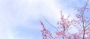 Güzel kiraz çiçekleri sakura ağacı çiçek bahar castle Park, kopya alanı, makroyu oluşturan, kapatmak.