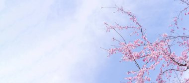 Güzel kiraz çiçekleri sakura ağacı çiçek bahar castle Park, kopya alanı, makroyu oluşturan, kapatmak.