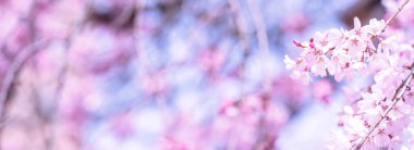 Güzel kiraz çiçekleri sakura ağacı çiçek bahar castle Park, kopya alanı, makroyu oluşturan, kapatmak.