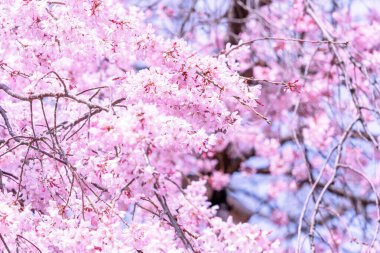 Güzel kiraz çiçekleri sakura ağacı çiçek bahar castle Park, kopya alanı, makroyu oluşturan, kapatmak.