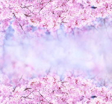 Güzel kiraz çiçekleri sakura ağacı çiçek bahar castle Park, kopya alanı, makroyu oluşturan, kapatmak.