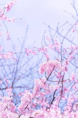 Güzel kiraz çiçekleri sakura ağacı çiçek bahar castle Park, kopya alanı, makroyu oluşturan, kapatmak.