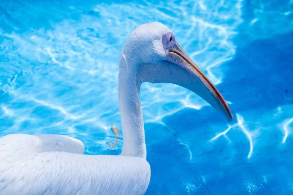 White Pelican Bird Yellow Long Beak Swims Water Pool Close — Stock Photo, Image