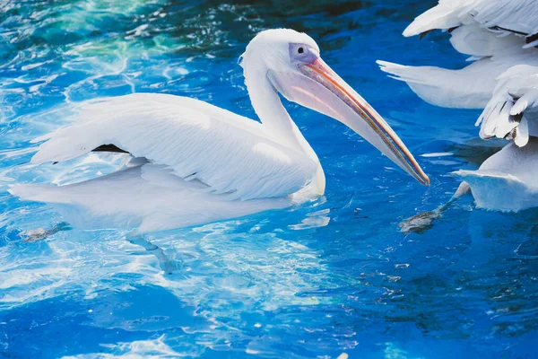 White Pelican Bird Yellow Long Beak Swims Water Pool Close — Stock Photo, Image