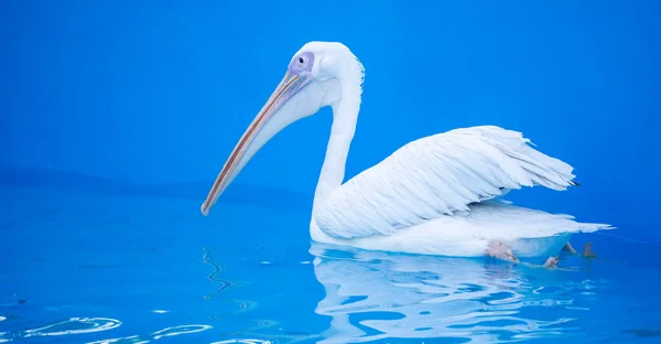 Pelikanvogel Mit Gelbem Langen Schnabel Schwimmt Wasserbecken Nahaufnahme — Stockfoto