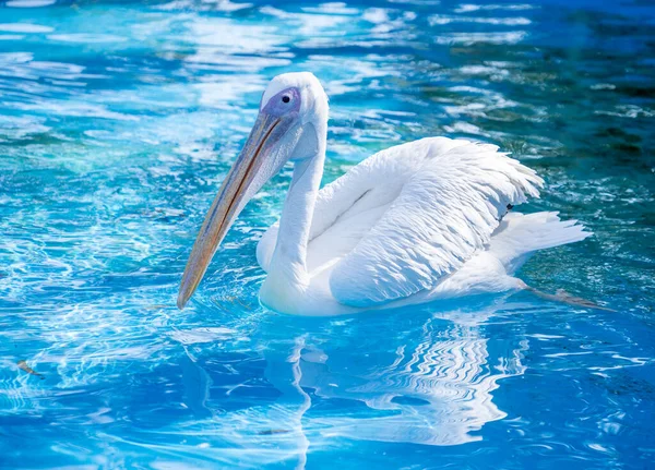 Pelikanvogel Mit Gelbem Langen Schnabel Schwimmt Wasserbecken Nahaufnahme — Stockfoto