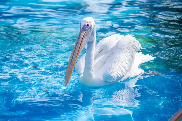 Pelikanvogel Mit Gelbem Langen Schnabel Schwimmt Wasserbecken Nahaufnahme — Stockfoto