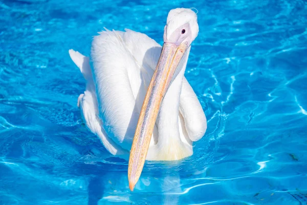 White Pelican Bird Yellow Long Beak Swims Water Pool Close — Stock Photo, Image