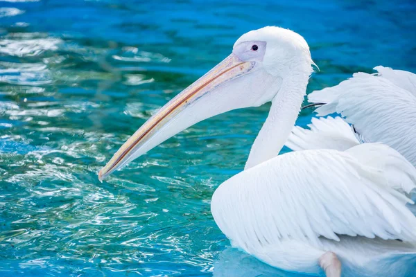 Pájaro Pelícano Blanco Con Pico Largo Amarillo Nada Piscina Agua — Foto de Stock