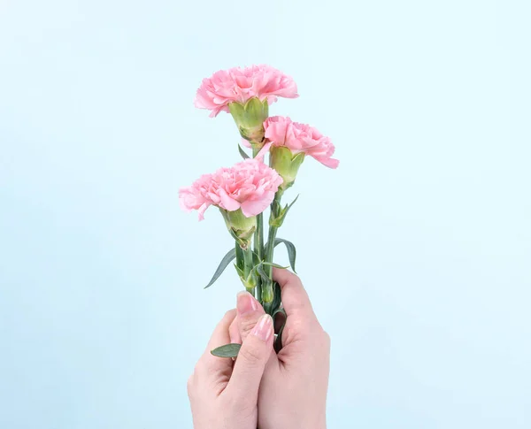 Femme Donnant Bouquet Élégance Fleurissant Bébé Oeillets Tendres Couleur Rose — Photo