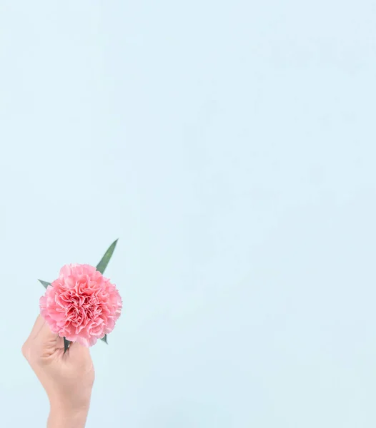 Femme Donnant Bouquet Élégance Fleurissant Bébé Oeillets Tendres Couleur Rose — Photo