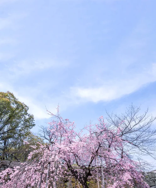 Hermosas Flores Cerezo Sakura Árbol Florecen Primavera Parque Del Castillo — Foto de Stock