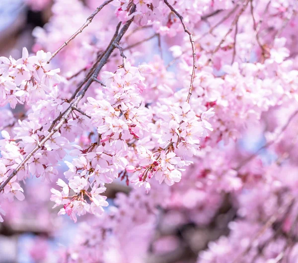 Belle Fleur Cerisier Sakura Arbre Fleurir Printemps Dans Parc Château — Photo