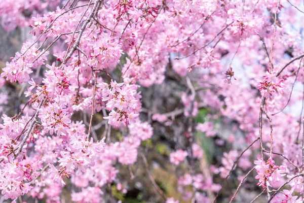 Hermosas Flores Cerezo Sakura Árbol Florecen Primavera Parque Del Castillo —  Fotos de Stock