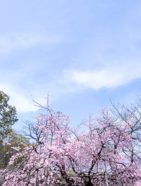 Vacker Körsbärsblom Sakura Träd Blommar Våren Slottsparken Kopia Utrymme Närbild — Stockfoto