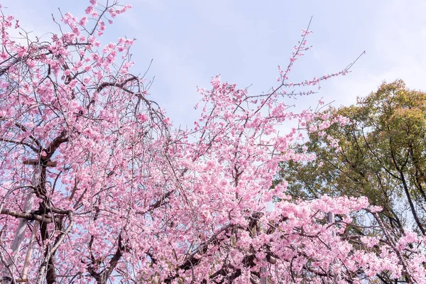 Красива Вишнева Квітка Сакура Цвіте Навесні Парку Замку Копіювання Простору — стокове фото