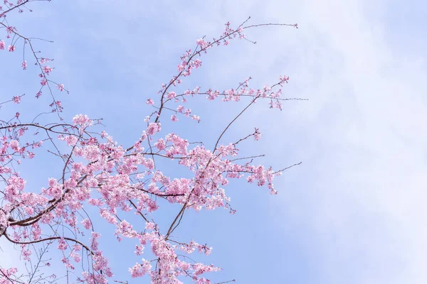 Belle Fleur Cerisier Sakura Arbre Fleurir Printemps Dans Parc Château — Photo