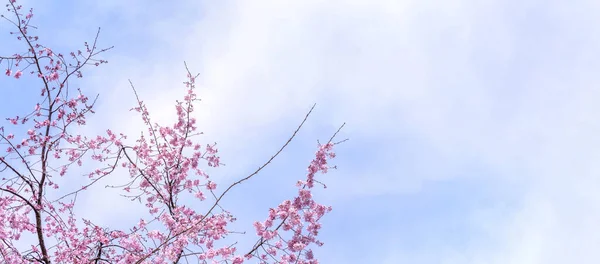 Schöne Kirschblüten Sakura Baumblüte Frühling Schlosspark Kopierraum Nahaufnahme Makro — Stockfoto