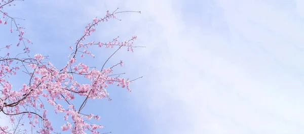 Schöne Kirschblüten Sakura Baumblüte Frühling Schlosspark Kopierraum Nahaufnahme Makro — Stockfoto