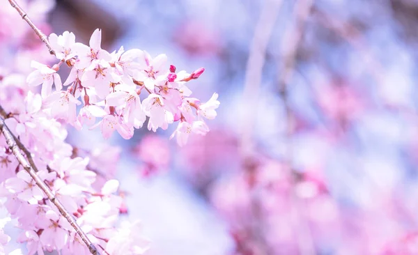 Belle Fleur Cerisier Sakura Arbre Fleurir Printemps Dans Parc Château — Photo