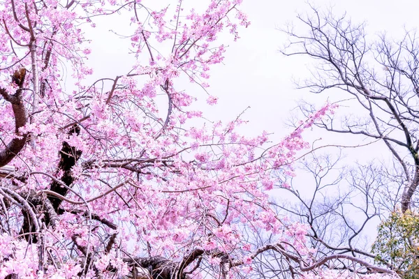 Όμορφα Άνθη Της Κερασιάς Sakura Δέντρο Ανθίζουν Την Άνοιξη Στο — Φωτογραφία Αρχείου