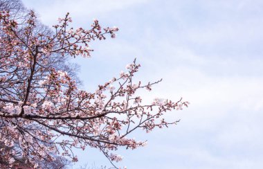Güzel Yoshino kiraz çiçekleri sakura Prunus yedoensis ağacı baharda şato parkında çiçek açar, kopya alanı, kapat, makro.