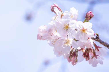 Güzel Yoshino kiraz çiçekleri sakura Prunus yedoensis ağacı baharda şato parkında çiçek açar, kopya alanı, kapat, makro.