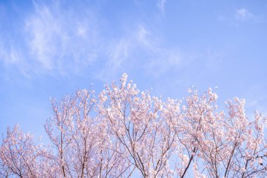 Güzel Yoshino kiraz çiçekleri sakura Prunus yedoensis ağacı baharda şato parkında çiçek açar, kopya alanı, kapat, makro.