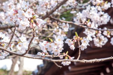 Güzel Yoshino kiraz çiçekleri sakura Prunus yedoensis ağacı baharda şato parkında çiçek açar, kopya alanı, kapat, makro.