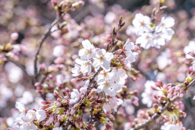 Güzel Yoshino kiraz çiçekleri sakura Prunus yedoensis ağacı baharda şato parkında çiçek açar, kopya alanı, kapat, makro.