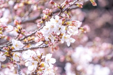 Güzel Yoshino kiraz çiçekleri sakura Prunus yedoensis ağacı baharda şato parkında çiçek açar, kopya alanı, kapat, makro.