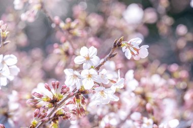Güzel Yoshino kiraz çiçekleri sakura Prunus yedoensis ağacı baharda şato parkında çiçek açar, kopya alanı, kapat, makro.