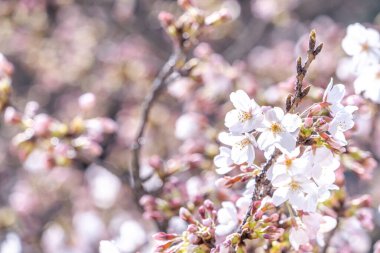 Güzel Yoshino kiraz çiçekleri sakura Prunus yedoensis ağacı baharda şato parkında çiçek açar, kopya alanı, kapat, makro.