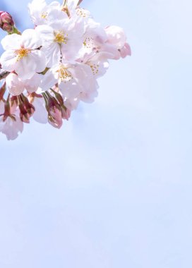 Güzel Yoshino kiraz çiçekleri sakura Prunus yedoensis ağacı baharda şato parkında çiçek açar, kopya alanı, kapat, makro.