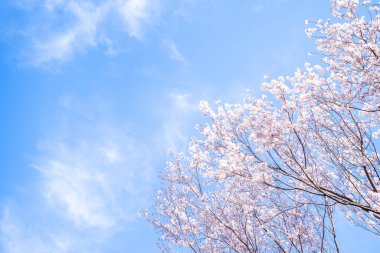 Güzel Yoshino kiraz çiçekleri sakura Prunus yedoensis ağacı baharda şato parkında çiçek açar, kopya alanı, kapat, makro.