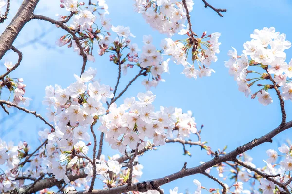 Krásné Yoshino Třešňové Květy Sakura Prunus Yedoensis Strom Květ Jaře — Stock fotografie