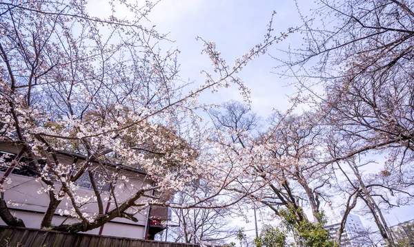Όμορφα Άνθη Κερασιάς Yoshino Sakura Prunus Yedoensis Ανθίζουν Την Άνοιξη — Φωτογραφία Αρχείου