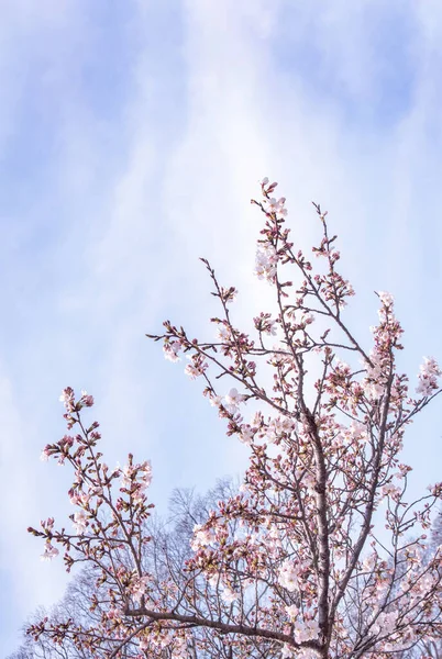 Hermosas Flores Cerezo Yoshino Sakura Prunus Yedoensis Árbol Florecen Primavera —  Fotos de Stock