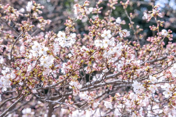 Schöne Yoshino Kirschblüten Sakura Prunus Yedoensis Baumblüte Frühling Schlosspark Kopierraum — Stockfoto
