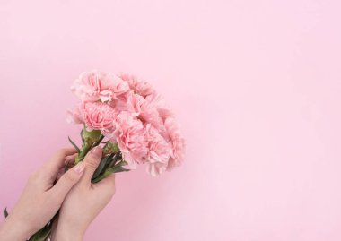 Kadın Elegance çiçek açan bebek pembe renk ihale karanfil soluk pembe arka plan, anneler gün dekor tasarım kavramı, üst görünüm, yakın yukarı, kopya alanı izole çiçeklenme