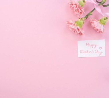 Parlak pembe arka plan üzerinde izole güzel taze çiçeklenme bebek pembe renk ihale karanfil, anneler günü sayesinde tasarım kavramı, üst görünüm, düz yatıyordu, kopya alanı, kapatmak, alay