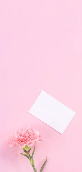 평면도 창백한 분홍색 배경으로 인사말 템플릿 감사의 아이디어 카네이션 — 스톡 사진