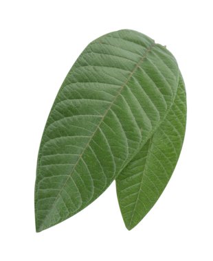 Yeşil taze mango beyaz arka plan, ayrıntılı olarak güzel damar dokusu izole yaprakları. Kırpma yolu, kesip, kapatmak, makro. Tropikal konsept.