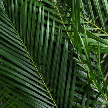 Tropikal palmiye yapraklarının üst görünümü kopyalama alanı ile koyu gri arkaplan üzerinde izole.