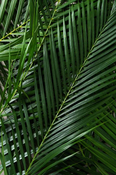 Top view of tropical palm leaves branch isolated on dark gray background with copy space.